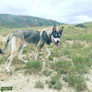 Siberian Husky Stud Listing Image