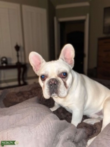 Cream French Bulldog Listing Image
