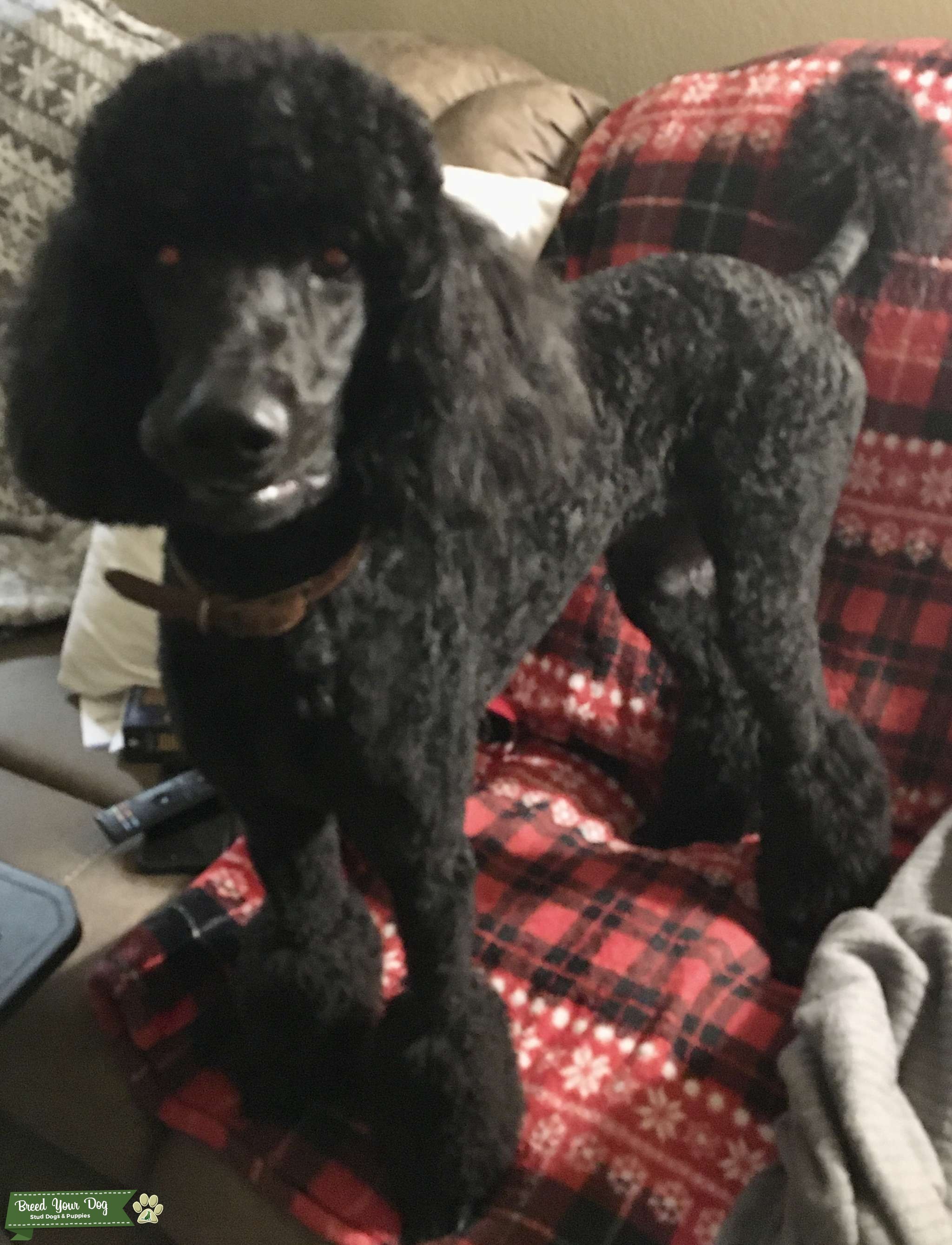 Black Standard Poodle Stud Dog in Texas, the United States Breed Your Dog