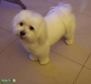 Maltese Stud Listing Image