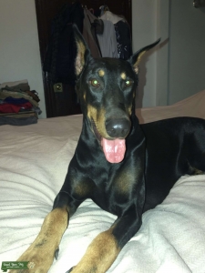 Doberman  Listing Image