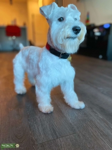 White Mini Schnauzer (Stud) Listing Image