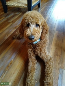 AKC PROVEN STUD - Red Standard Poodle - AVAILABLE to Stud a Poodle or Goldendoodle Listing Image