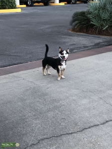 Corgi Australian Shepherd mix Listing Image