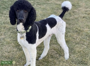 Standard parti poodle stud. AKC registered, genetic, eyes, CHIC level OFA tested. Hips and elbows excellent! Kb/Kb at/at E/e B/b sp/sp.  Listing Image