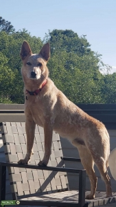 Handsome, Loving, Spunky Red Heeler Listing Image