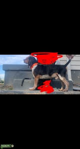 Stud bluetick beagle  Listing Image