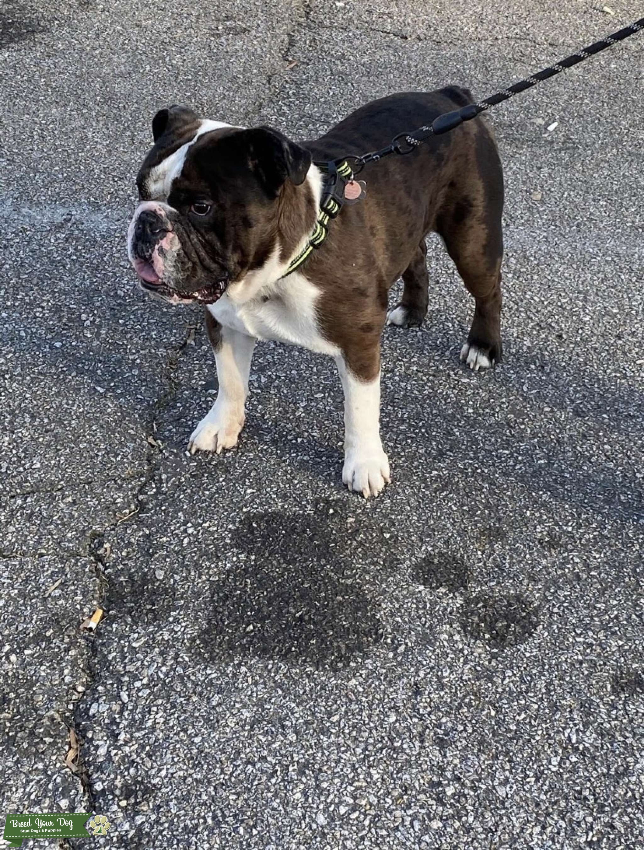 English Bulldog Puppies For Sale In Va Under 500 - wajrebo