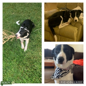 Border Collie Stud Dogs Available Now - Breed Your Dog