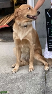 Beautiful Golden Listing Image
