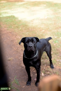 Cane corso stud Listing Image