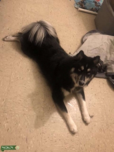 White and black with little beige MALAMUTE Listing Image