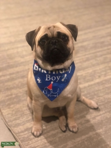 Fawn Pug Listing Image