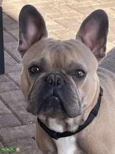 Champion Line Registered French Bull Dog $1000 Listing Image