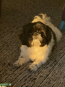 Male Shih-Tzu Listing Image