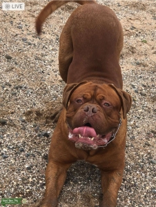 Dogue  De Bordeaux Stud Listing Image