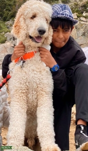 Handsome and confidant extra large Poodle Listing Image