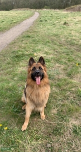 Available stud dog  Listing Image