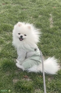 Stud Pomeranian  Listing Image