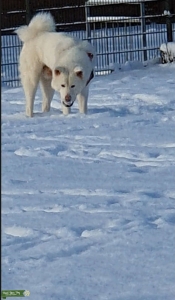 Looking to get a female for my Japanese Akita Boy Listing Image