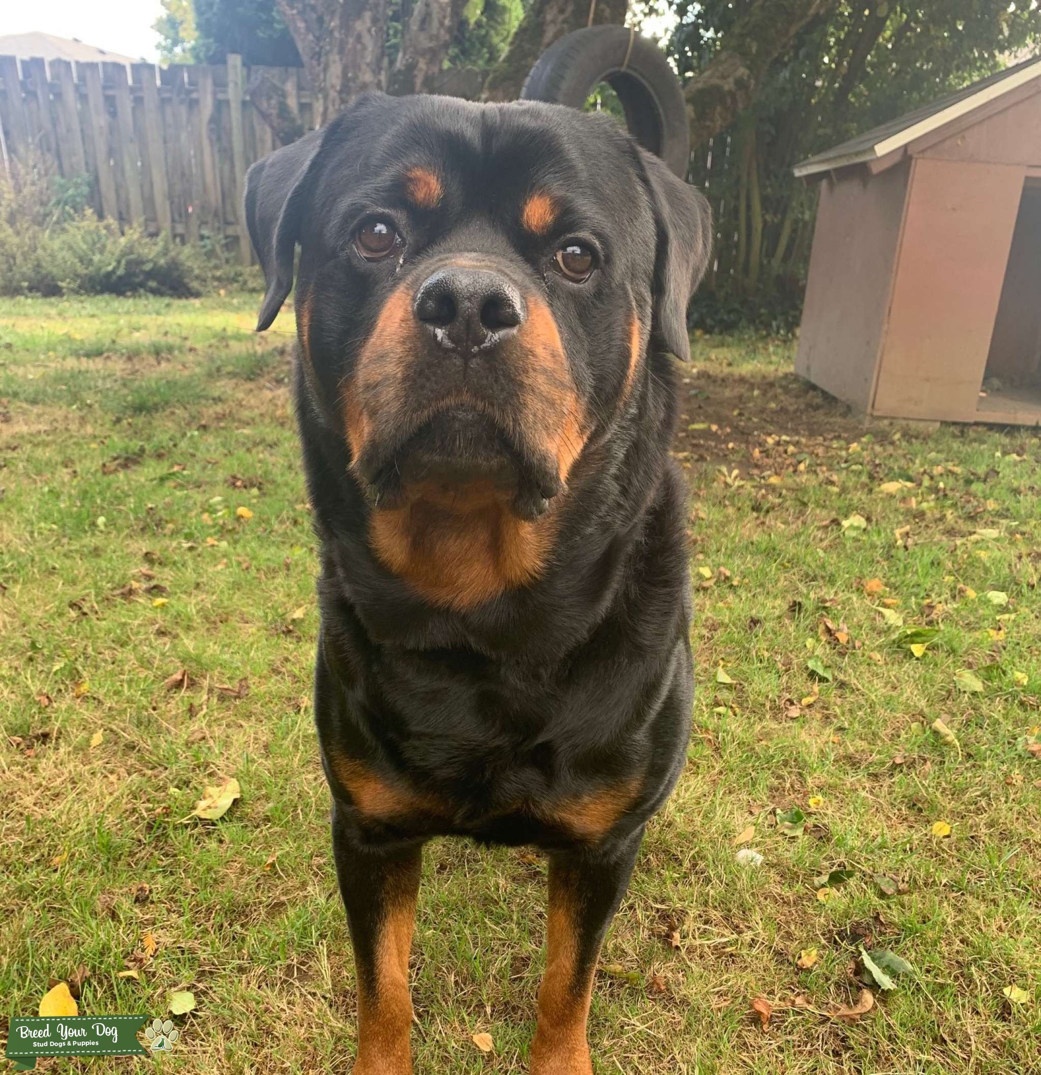Rottweiler Stud Stud Dog in Oregon, United States Breed Your Dog