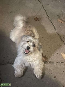 Shichon /teddy bear girl wanting pups  Listing Image