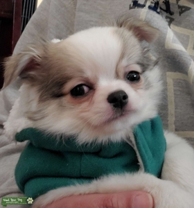 Chihuahua Listing Image