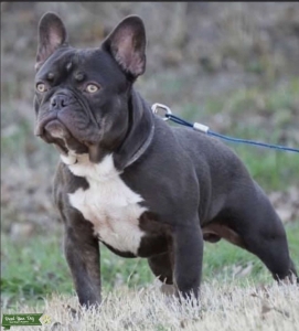 Looking to Stud  Listing Image