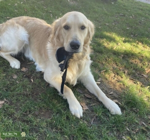 Purebred Studmuffin looking for purebred golden retriever lady Listing Image