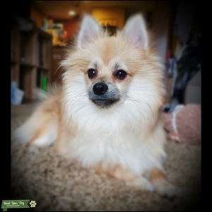 Sable Pomeranian Listing Image