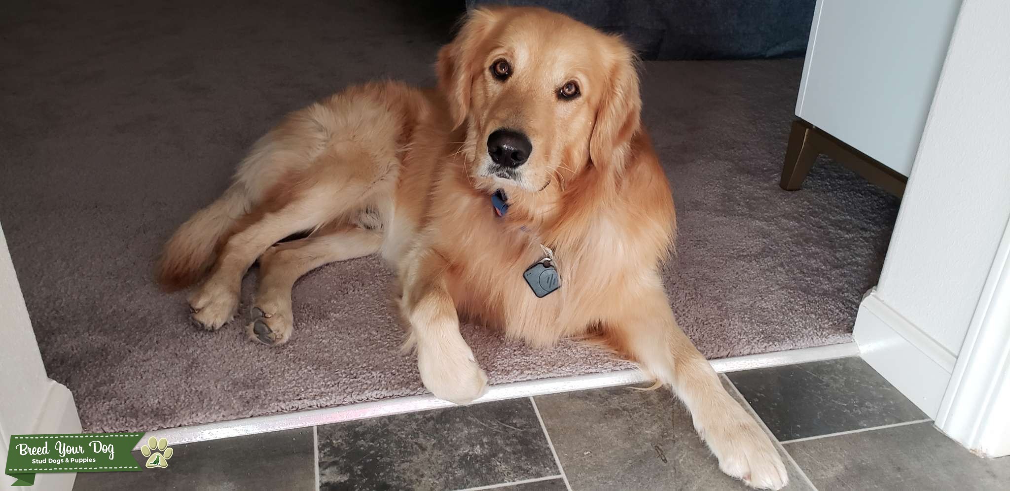 Golden Retriever Stud Service Stud Dog in Fresno, the United States Breed Your Dog