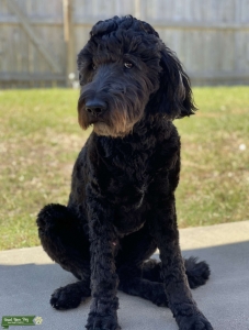 Goldendoodle F1B Listing Image