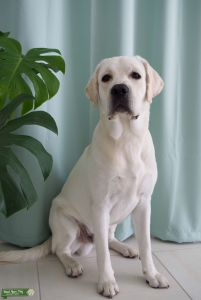 Pure Labrador Retriever, Charlie  Listing Image