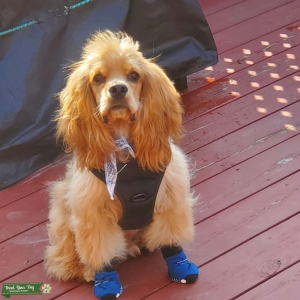 American cocker spaniel stud for breeding  Listing Image