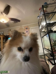Pomeranian & Proven Stud Listing Image