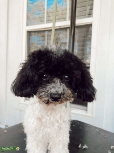 AKC TOY POODLE  Listing Image