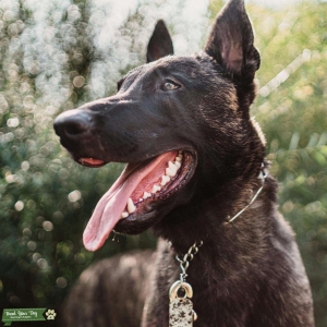 KNPV Dutch Shepherd  Listing Image
