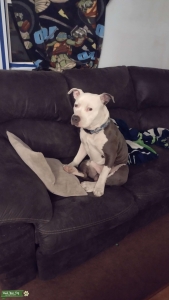 American Bully stud amazing pedigree and bloodlines Listing Image