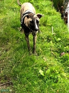 Whippet cross saluki Listing Image