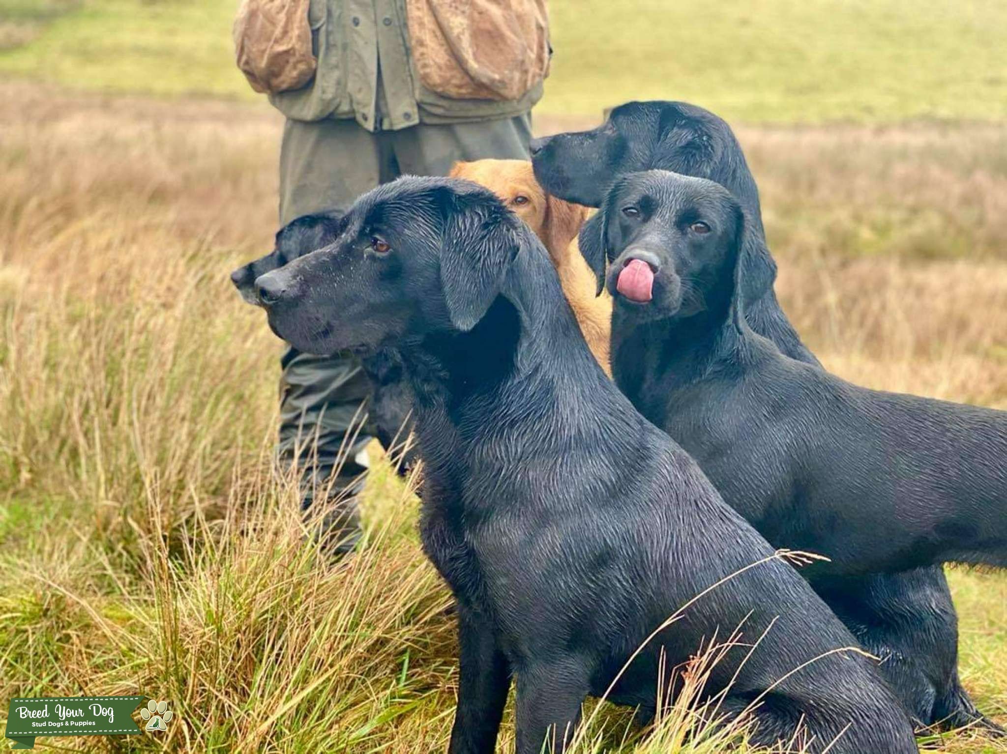 Field trial winning Dog Stud Dog in Falkirk, United States Breed