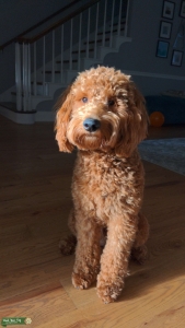  F1b Mini Goldendoodle Male Listing Image