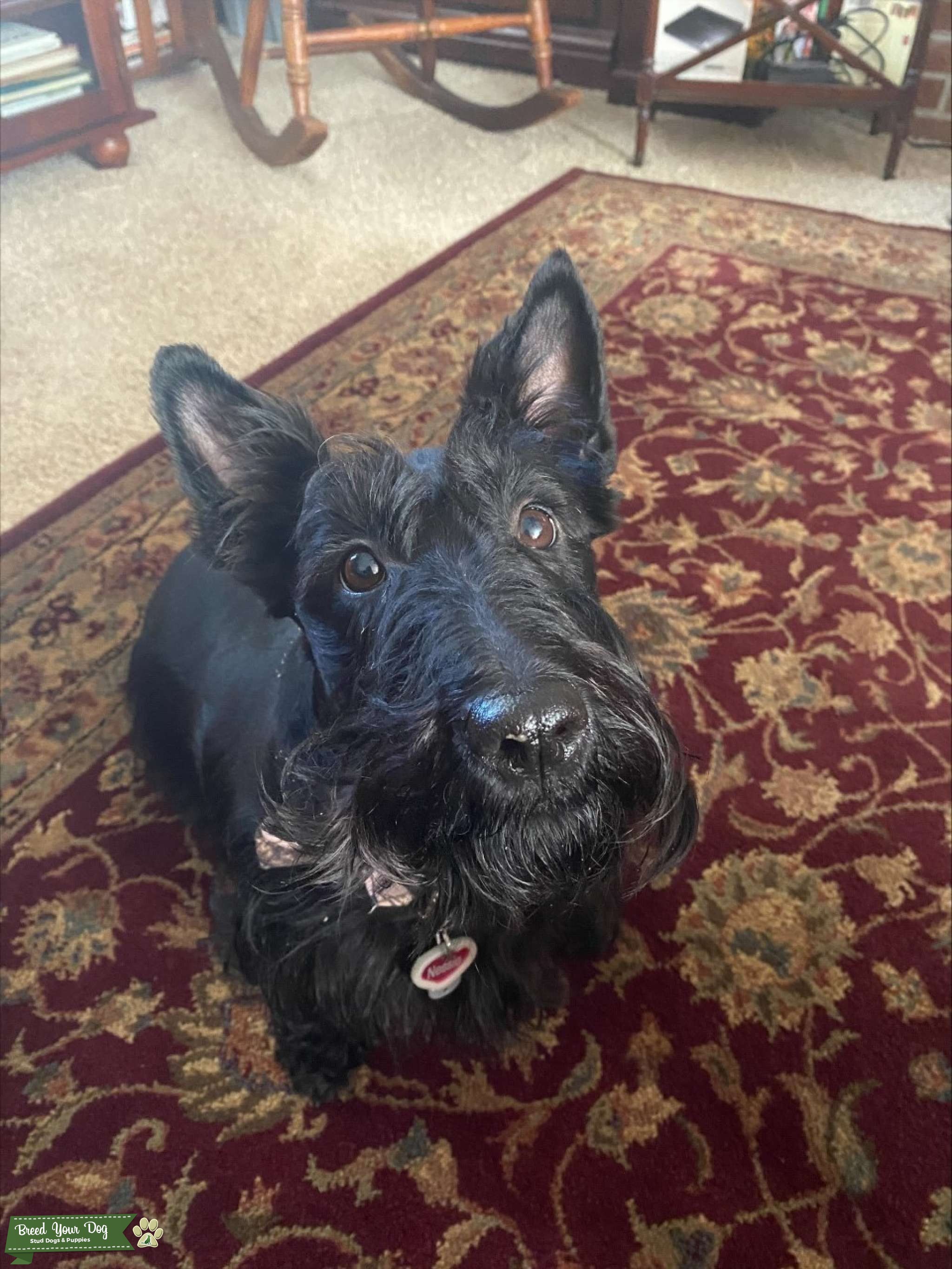 Scottish Terrier Female Stud Dog in Virginia, the United States