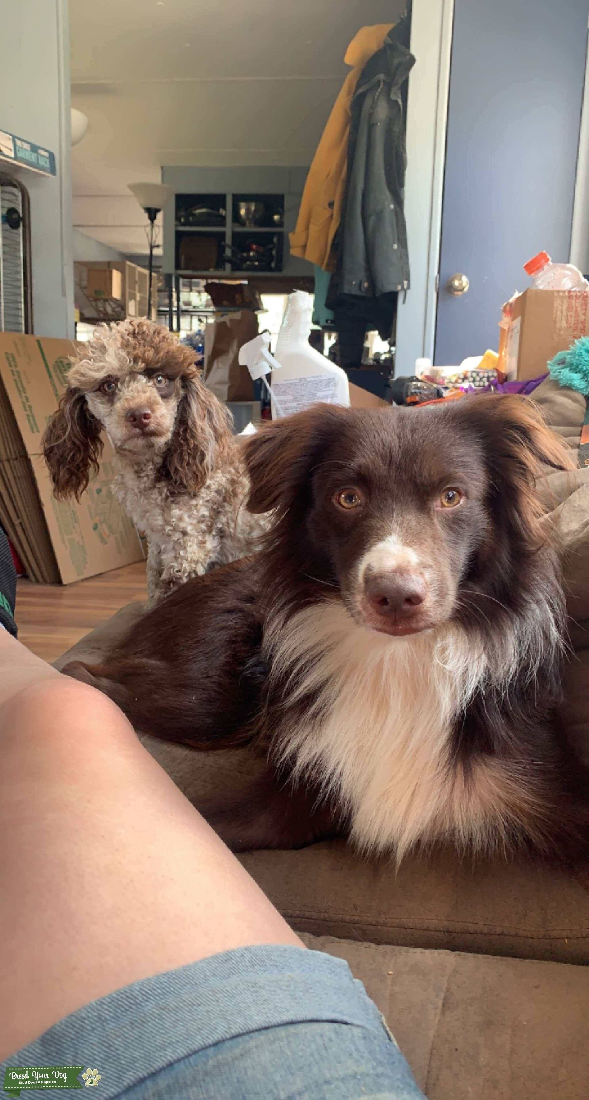 Mini Australian Shepherd Stud Stud Dog Windsor VT Breed Your Dog