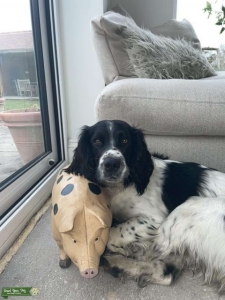 Stud dog looking for a bitch Listing Image