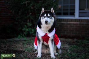 AKC Stud Siberian Husky - Free Stud Service Listing Image
