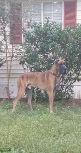 AKC Great Dane Male Listing Image
