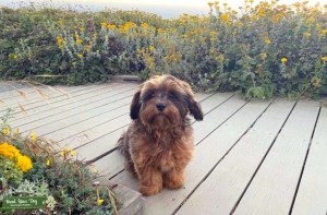 Stud dog available  Listing Image