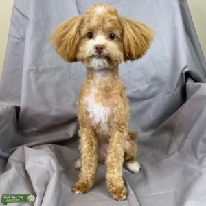 5lbs Micro Maltipoo Golden/white Listing Image