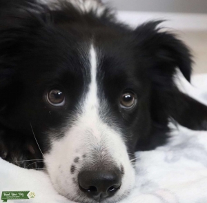 Looking for a Australian Shepherd stud Listing Image