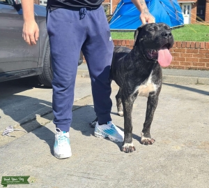 Presa canario  Listing Image